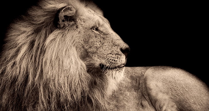 lion, male, wildlife, predator, africa, macro