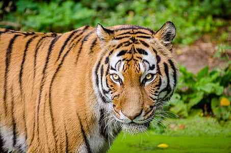 Tiger on Green Lawn Grass