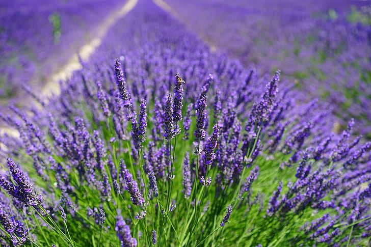 blue lavender field selective-focus photo at daytime