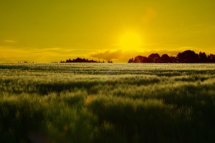 photo of green grass on sunrise