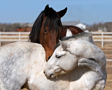 white and brown horse near white wooden fence