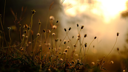 white dandelion field during golden hour