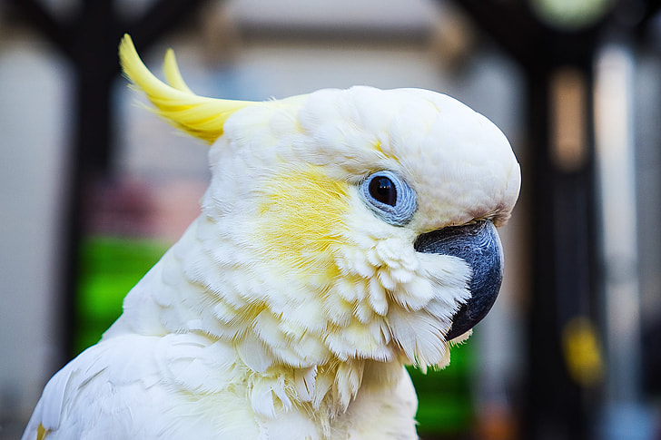 focus photography of sulphur-crested cockatoo