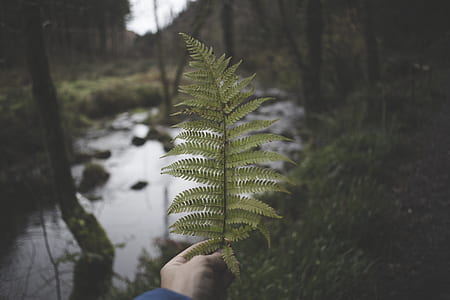 Person Holding Green Fern