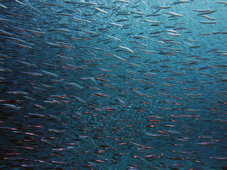 school of fish underwater photography