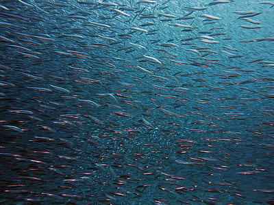 school of fish underwater photography