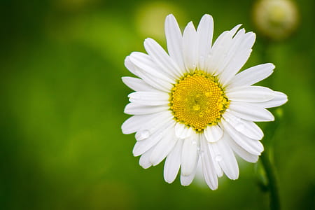 white daisy flower in closeup photo