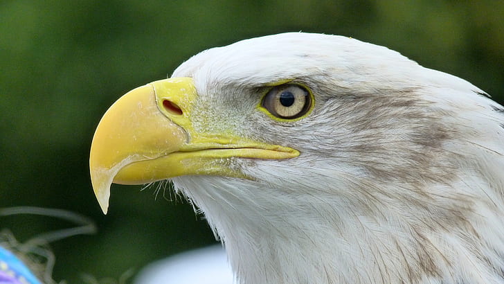 selective focus photography of bald eagle