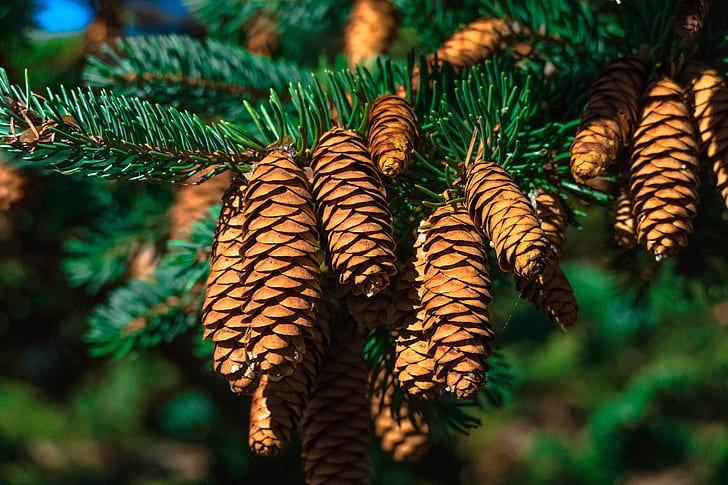 shallow focus of brown pine cones