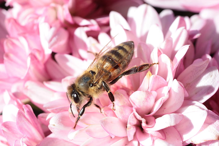 honeybee on pink petaled flower