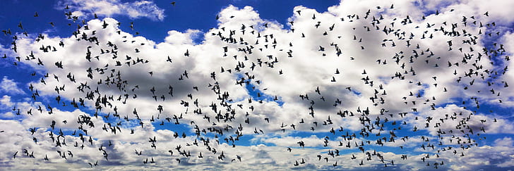 flock of birds under cloudy sky