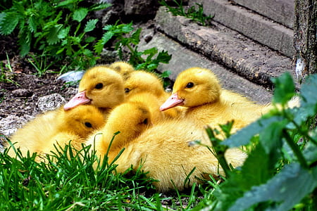 flock of yellow duckling at daytime
