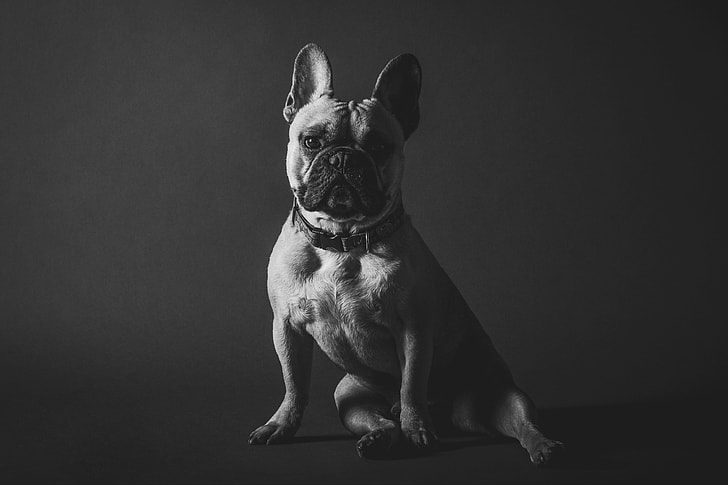 Portrait shot of a dog