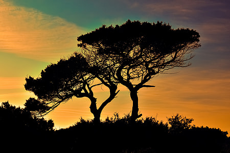 silhouette photography of trees