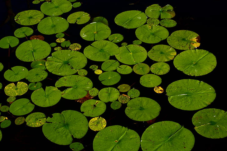 lily pods on water