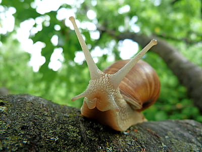 brown snail on branch of tree