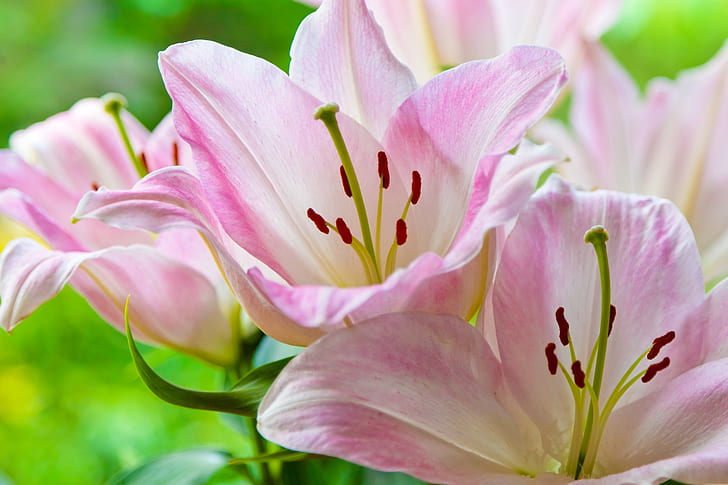 selective focus photography pink lily flowers