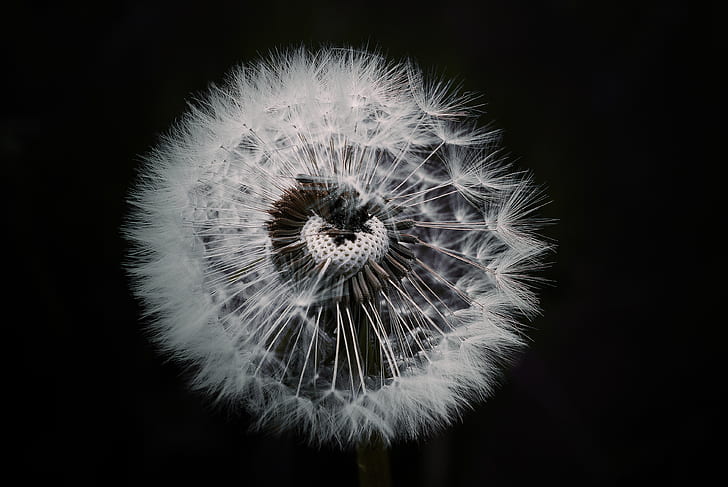 macro close-up photography of white dandelion flower