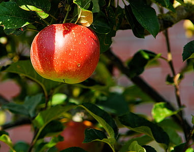 red apple at daytime