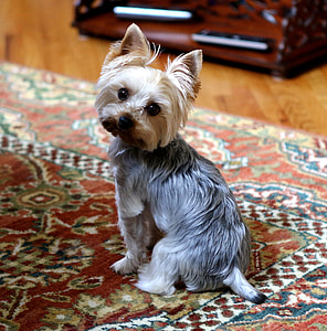 closeup photo of brown and gray Yorkshire terrier