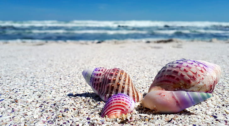 four assorted-color seashells on white sand beach during daytime