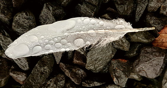 white feather with water drops