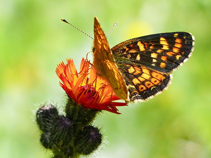 fritillary butterfly perched on red petaled flower in closeup photography