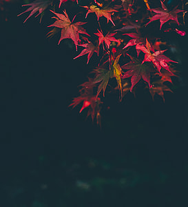 red maple leaves photo during night time