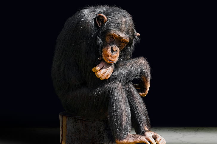 chimpanzee sitting on chair