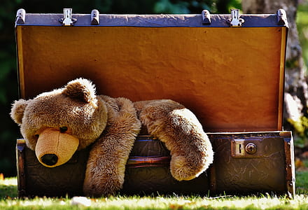 brown bear plush toy on black steamer trunk