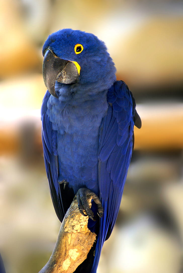 selective photography of blue parrot perching on brown tree branch