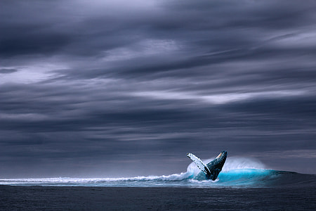 Humpback whale surfacing ocean