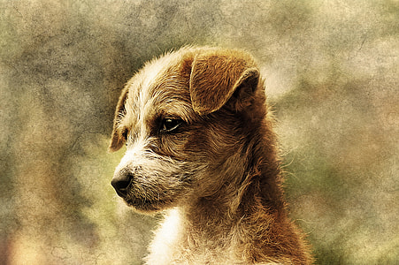 short-coated brown dog