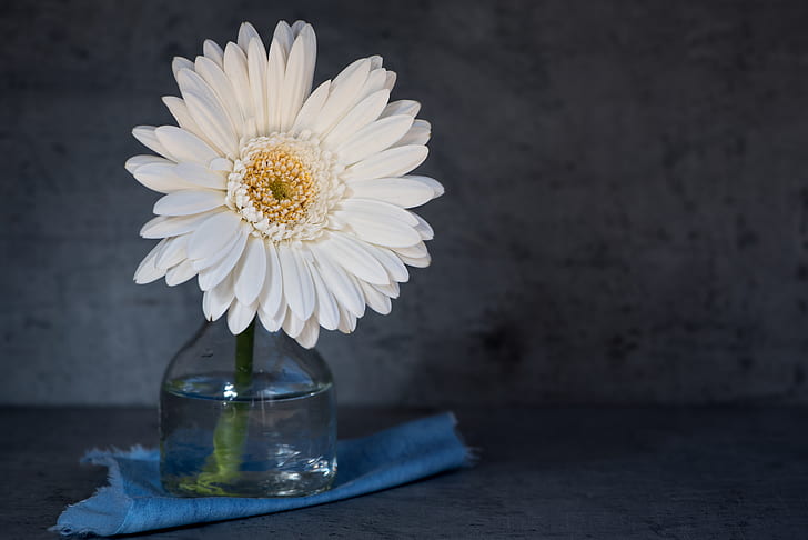 white Gerbera daisy in clear glass vase close up photo