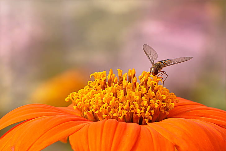 micro photography of orange petaled flower