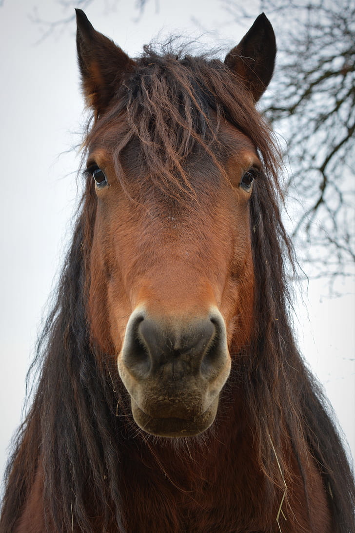 Royalty Free Photo Photo Of Brown Horse Pickpik