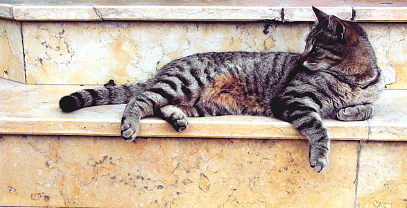 Grey Cat Lying in Marble Stairway