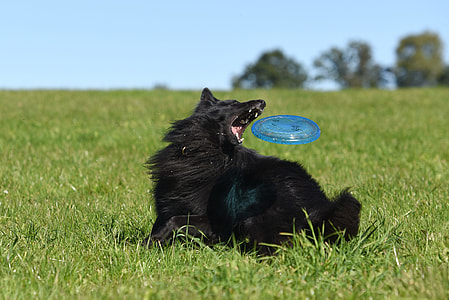 black dog playing freesbie on green grass field