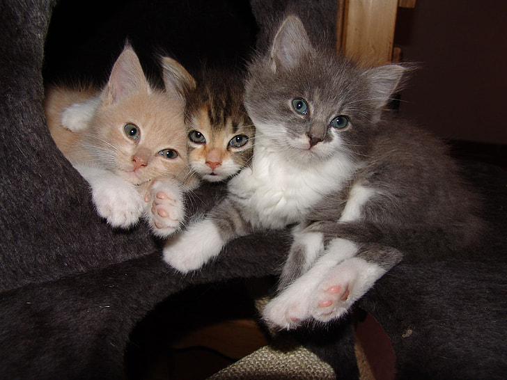 three assorted kittens