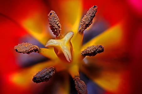 red and yellow tulip flower in macro photography