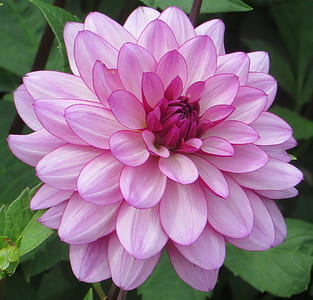 pink dahlia in bloom close up photo
