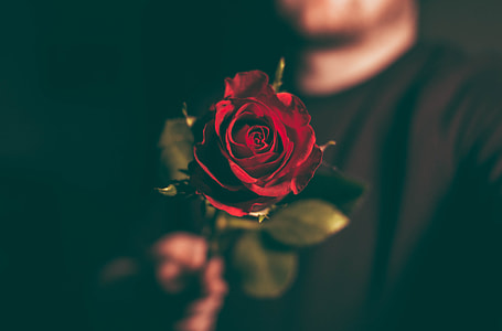 selective focus photography of red rose