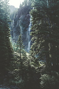 green pine trees near waterfall at daytime