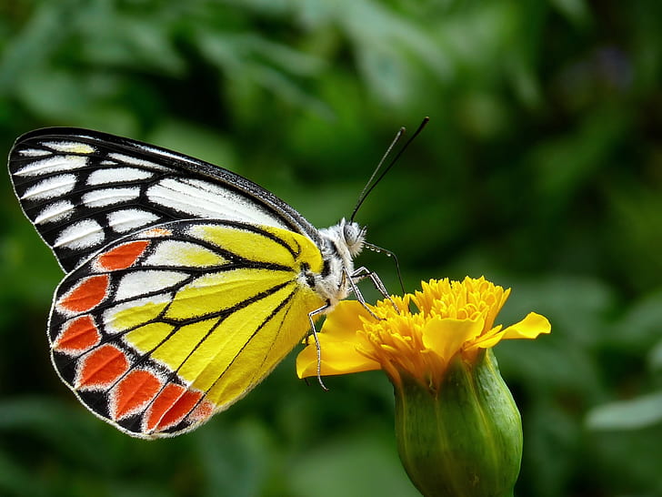 white and yellow butterfly perched on yellow petaled flower