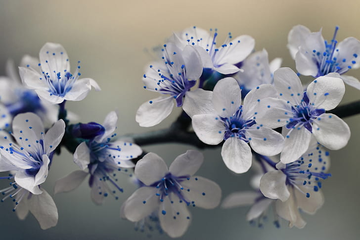 selective focus photo of white and blue petaled flowers