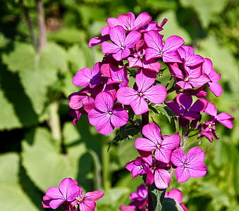 shallow focus of pink flowers