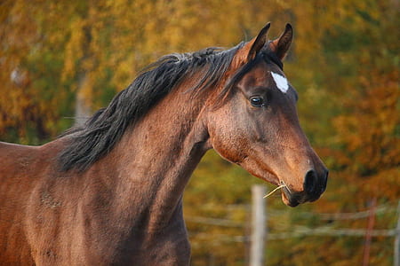 focus photo of brown, black, and white horse