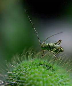 Green Insect