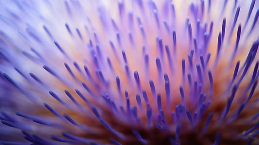 macro shot of purple flower