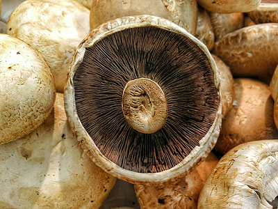 brown mushroom on top of brown mushrooms